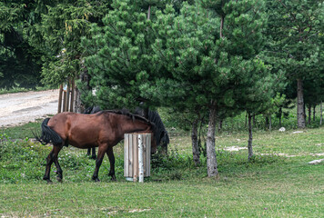 A wild horse pushes its head into a trash can