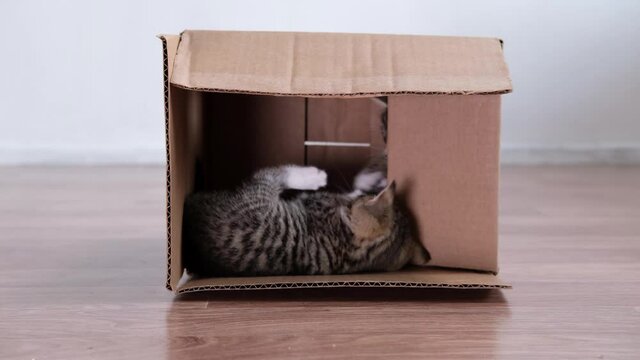 4k Two little kittens playing in cardboard box at home. Curious playful funny striped kittens