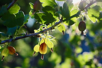Fototapeta premium Gooseberries on a branch in a summer garden.