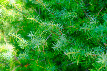 green fir tree branch with needles close-up across greenery. Christmas tree. Copy space. Green natural background