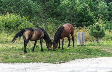 Obraz premium A wild horses grazes the grass