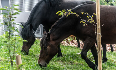 A wild horses grazes the grass