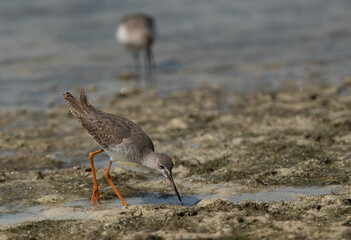 Redshanks feeding at Busiateen coast, Bahrain