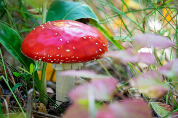 Red mushroom on a white leg, fly agaric, in the forest on a natural background. The concept of inedible, poisonous, magic mushrooms