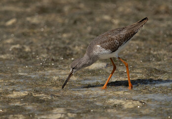 Redshanks feeding at Busiateen coast, Bahrain