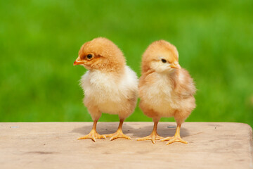 Twin adorable newborn chicken. Couple baby animal in outdoor. Friendship concept. Easter chiick background
