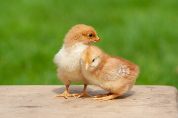 Twin adorable newborn chicken. Couple baby animal in outdoor. Friendship concept. Easter chiick background
