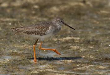 Redshank at Busiateen coast, Bahrain