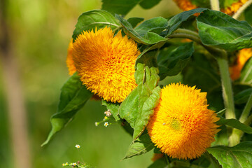 Yellow sunflowers. Field of sunflowers, rural landscape. yellow flower of the Sunflower or...
