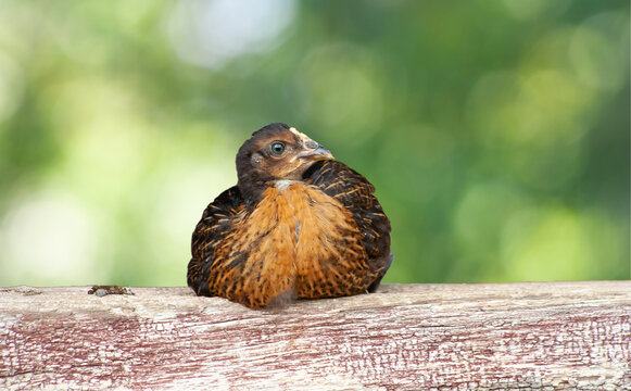 Young hen sitting on a plank on green garden background.
