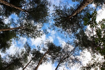 Fototapeta premium Pine trees in the forest. Moscow region, Russia.
