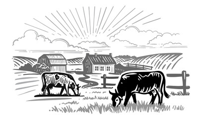 cows chewing grass on background of farm