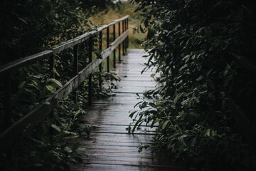 Old bridge in the dark forest.