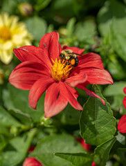 bumble bee collects pollen from a vibrant red flower