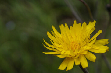 Flores Naturaleza Amarillo  Diente de leon Vida  Perspectivas Diferentes Primavera 