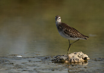 A portrait of Wood Sandpiper at Asker marsh, Bahr