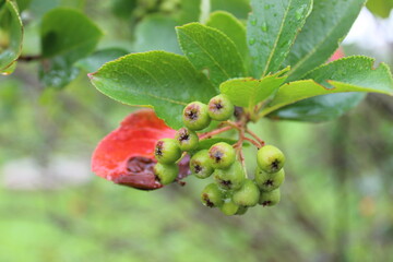 Green berries of a chokeberry.