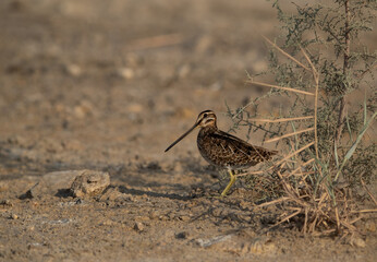 Common snipe at Akser Marsh in the morning hours at Bahrain.