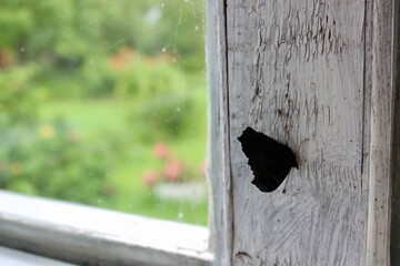 The butterfly sits on the window.