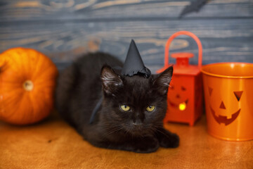 Fototapeta na wymiar Happy Halloween. Black cat and pumpkin, jack o lantern pail and bats on dark wooden background. Cute black kitten posing at holidays decorations, celebrating halloween at home