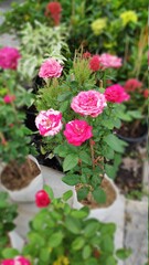 Obraz na płótnie Canvas Stock Photo - Pink roses in nursery bags for sale.