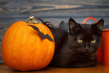 Black scary cat and pumpkin with bats on dark wooden background. Happy Halloween. Black emotional...