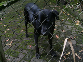 Labrador negro muy triste por estar encerrado en la desolación