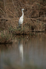 Little Egret in its habitat at Asker marsh, Bahrain
