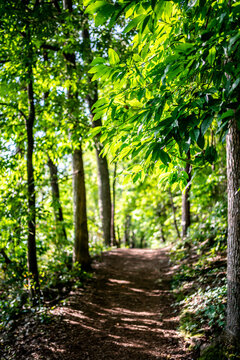footpath in the woods
