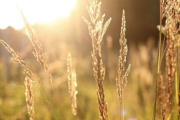 Fototapeta premium golden grass field at sunset. selective focus.