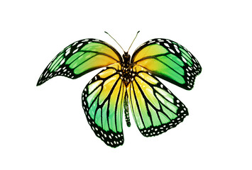Color butterfly , isolated on white background