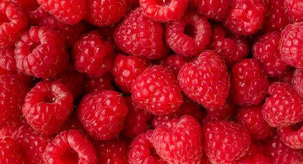 Background of ripe red raspberries, close up
