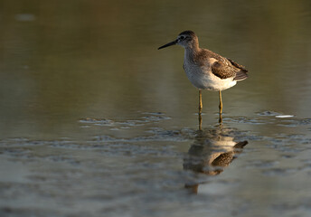 Redshank at Asker marsh with reflection on water, Bahrain