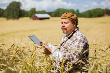 An agronomist checking the quality of grain standing in the middle of a rye field, using tablet computer