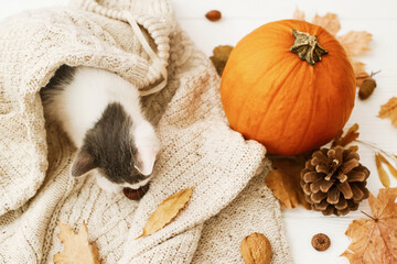 Cute little kitten relaxing on warm knitted sweater with pumpkin, autumn leaves, cone and acorns. Cozy fall image. Hello Autumn