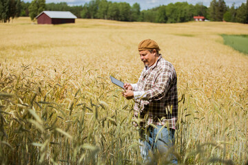 Naklejka na ściany i meble An agronomist checking the quality of grain standing in the middle of a rye field, using tablet computer