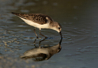Little Stints feeding at Asker marsh with reflection on water, Bahrain