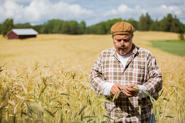 An agronomist checking the quality of grain standing in the middle of a rye field