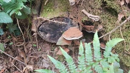 mushrooms in the forest