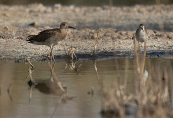 A ruff at Asker Marsh, Bahrain
