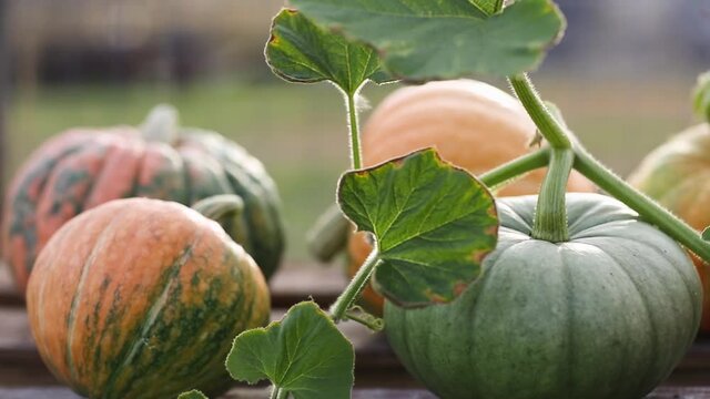 green and orange pumpkins in garden or on fair. autumn harvest time. natural fall background.