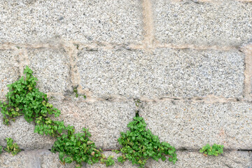 Green plants on the background of a gray stone wall