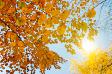Herbstlaub im Gegenlicht