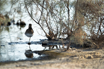 Common snipe at Akser Marsh in the morning hours at Bahrain.
