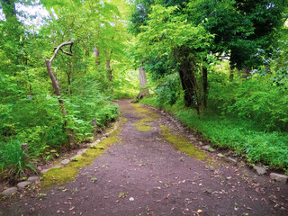 Fototapeta premium 神秘的な雰囲気のある美しい森の小道