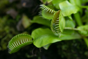 tropical pitcher plants eating a spider