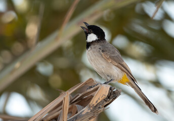 White-cheeked bulbul perched on a date tree