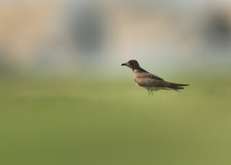 Collard pratincole on green, Bahrain