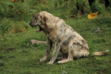 Funny sheep-dog in the grass