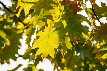 緑のアカナラの葉
